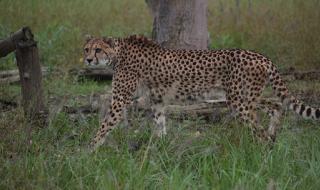 上海野生动物园门票哪个app划算 上海野生动物园门票